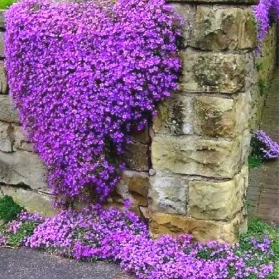 Lavender Aubrieta Cultorum Flower Seeds for Planting Fragrant Blossoms Heirloom & GMO Free Seeds for Home Garden
Sale