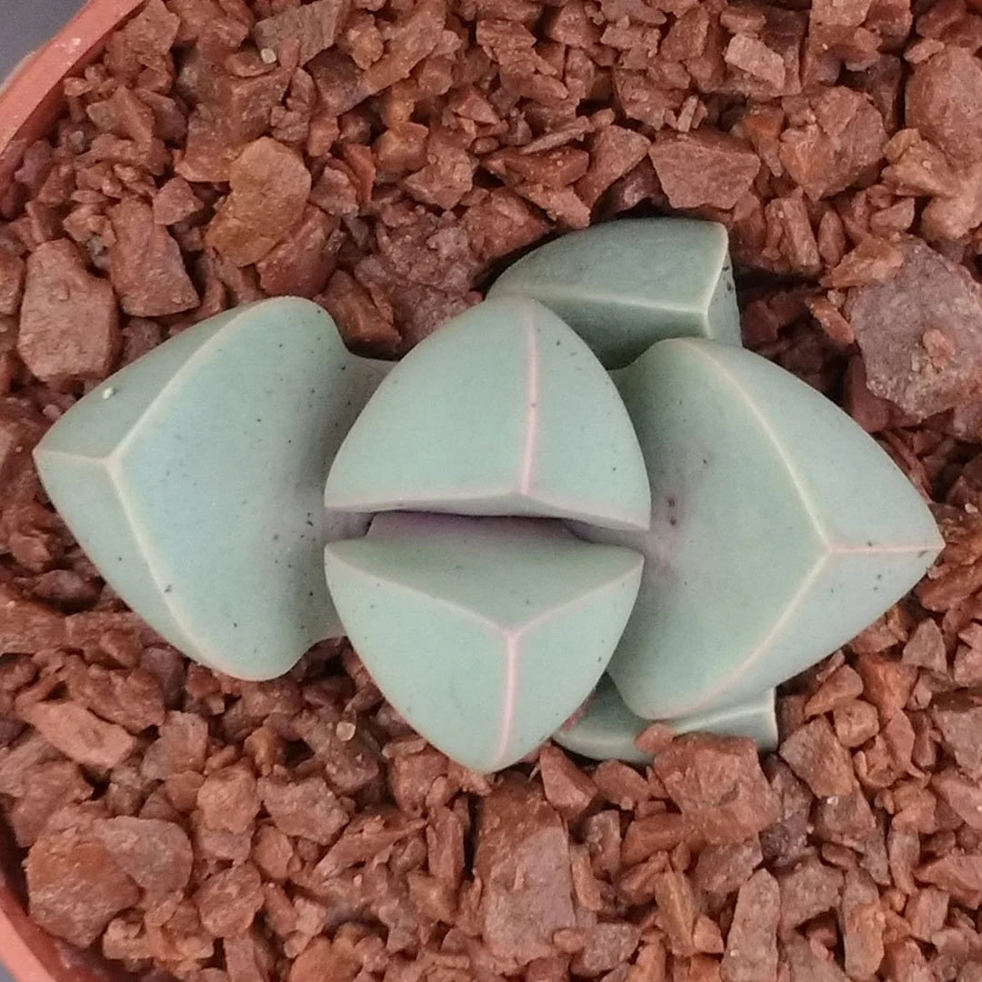 Sea Green Lapidaria Margaretae Flower seeds for Planting - Cut Flower Favorite, Heirloom & GMO Free Seeds for Home Garden