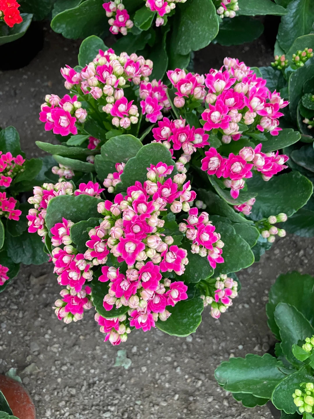 Kalanchoe Purple Flower seeds for Planting - Colorful Display, Heirloom & GMO Free Seeds for Home Garden