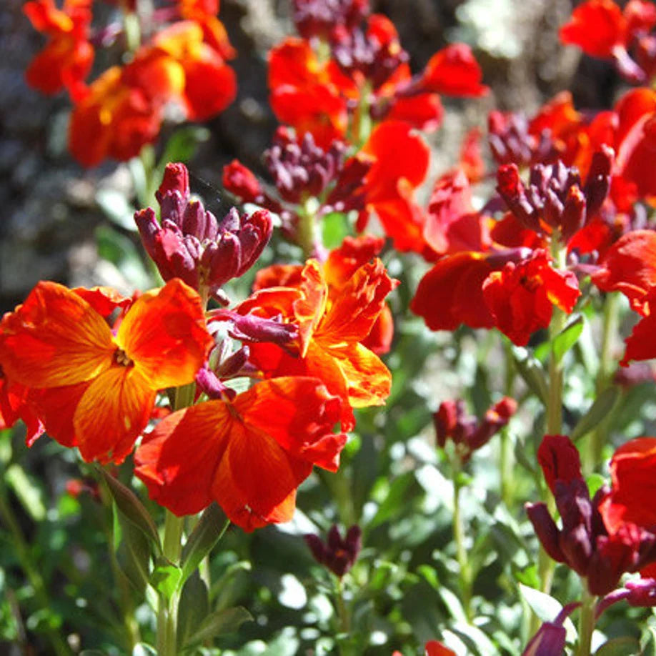Wallflower Cheiranthus Cheiri Flower seeds for Planting Cottage Garden Essential Heirloom & GMO Free Seeds for Home Garden