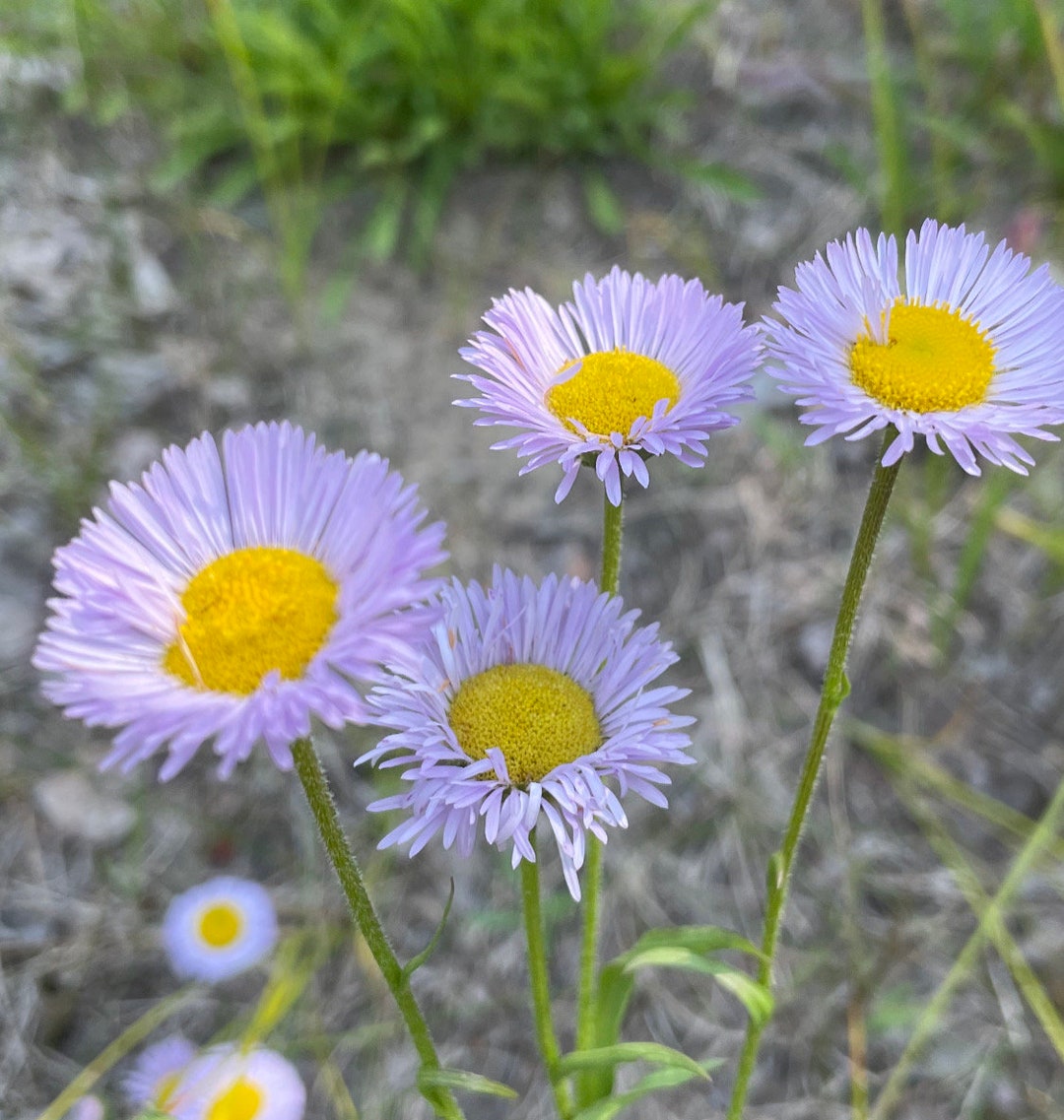 Purple Erigeron Flower seeds blooming in flower beds, containers, borders, and pollinator-friendly gardens