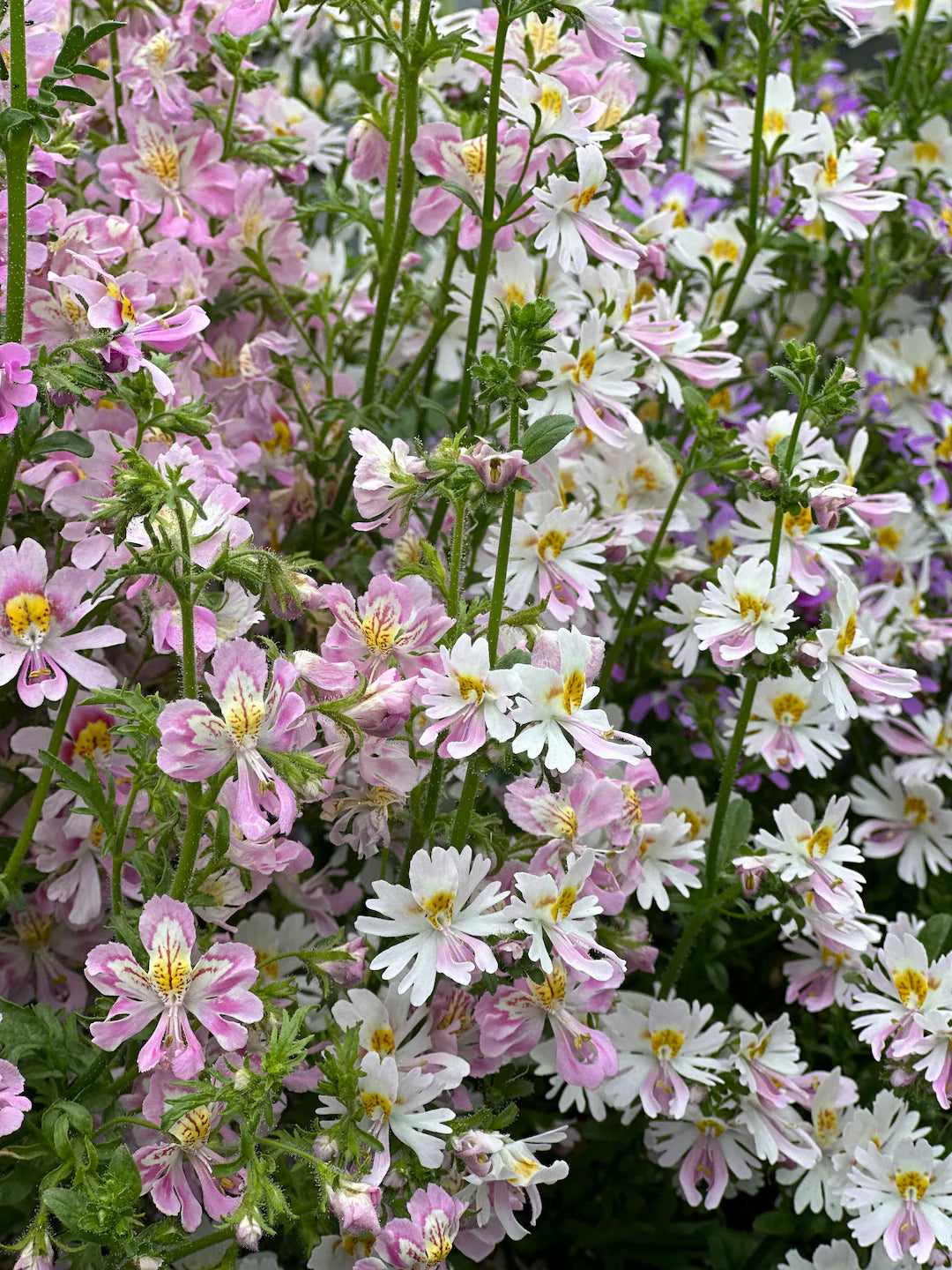 Schizanthus Flower seeds for Planting - Wildflower Mix, Heirloom & GMO Free Seeds for Home Garden