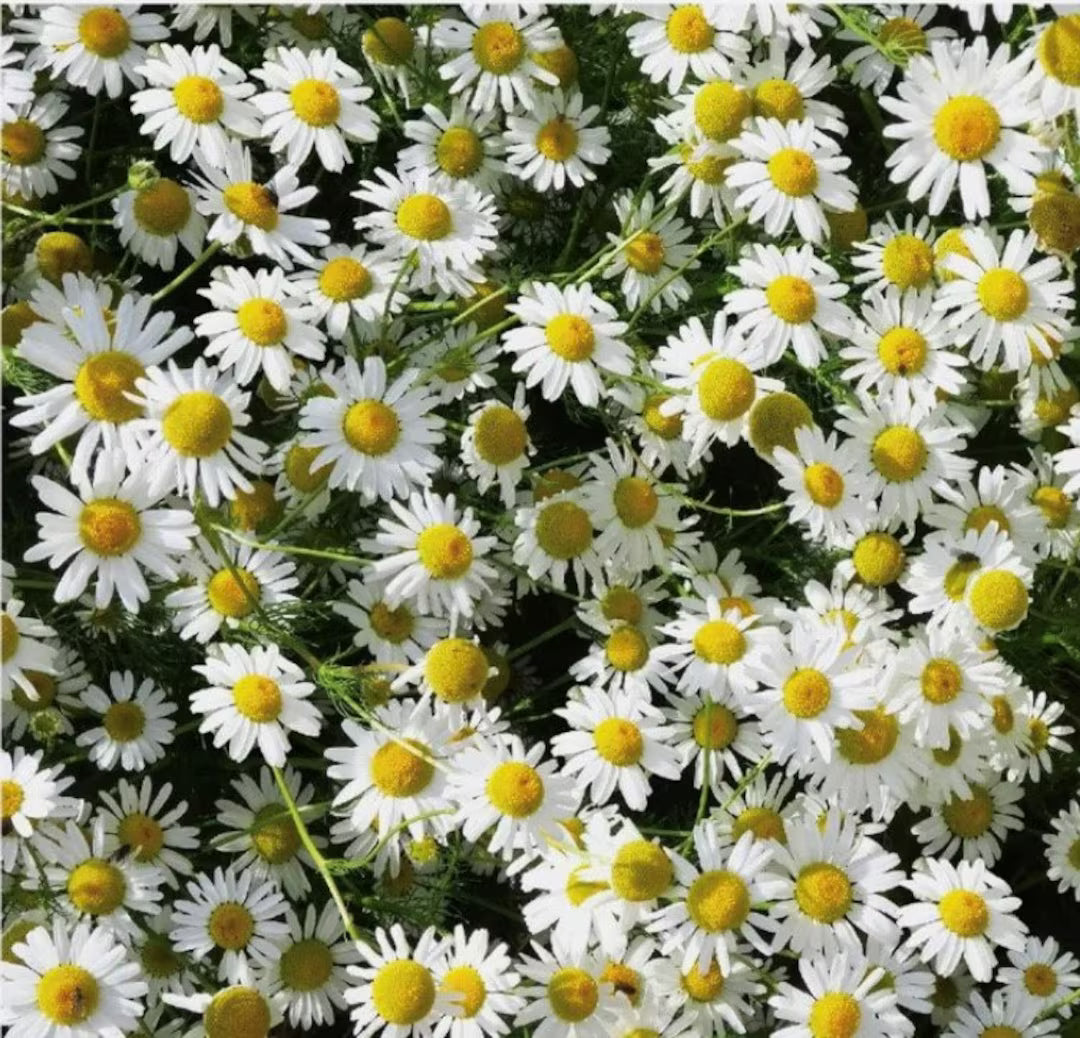Chamaemelum Flower seeds for Planting - Pollinator Friendly, Heirloom & GMO Free Seeds for Home Garden