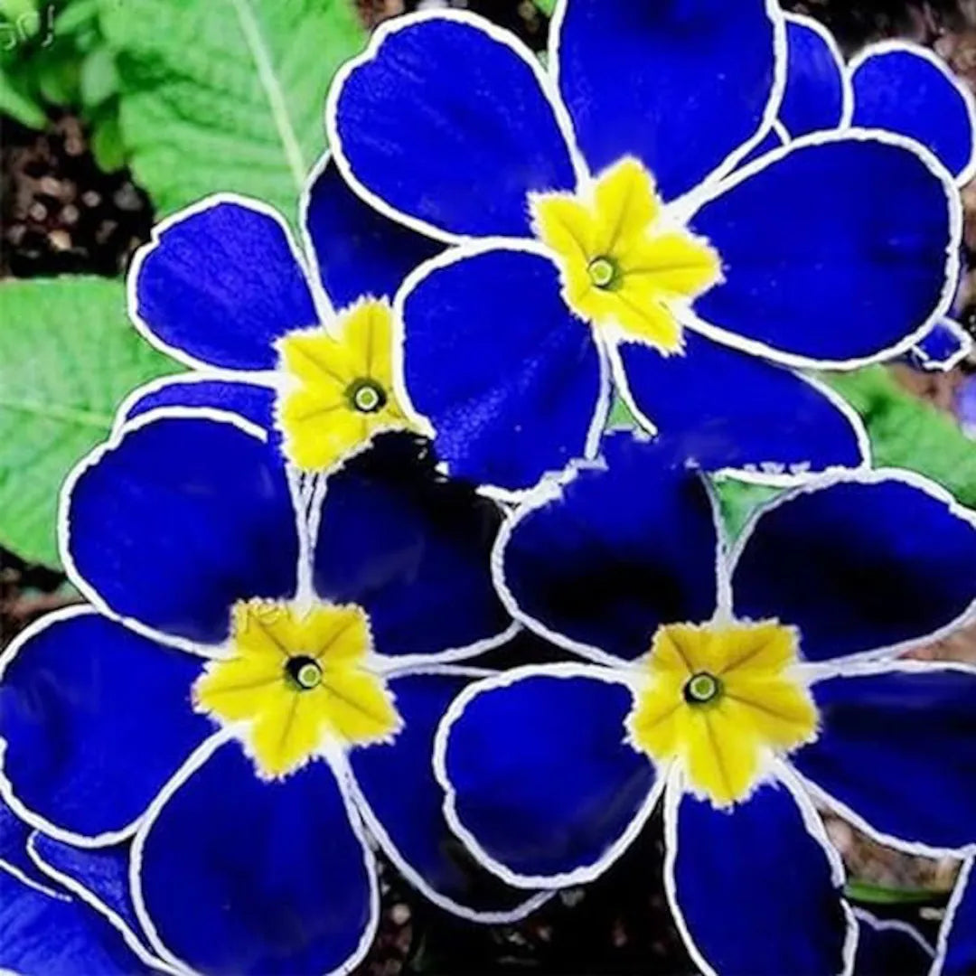 Blue Primrose Flower Seeds for Easy Planting