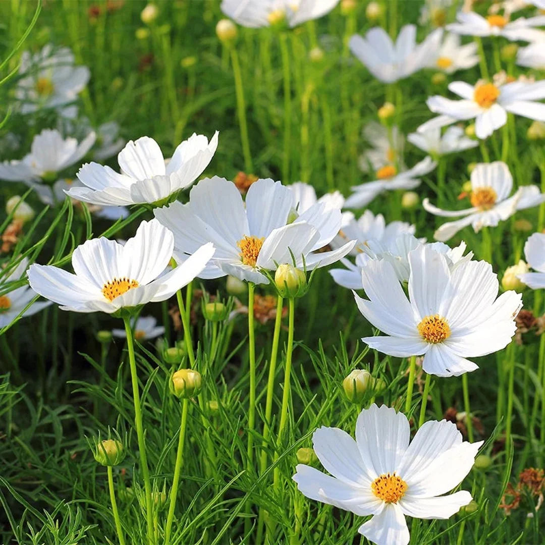 White Cosmos Flower seeds for Planting - Sun Loving, Heirloom & GMO Free Seeds for Home Garden