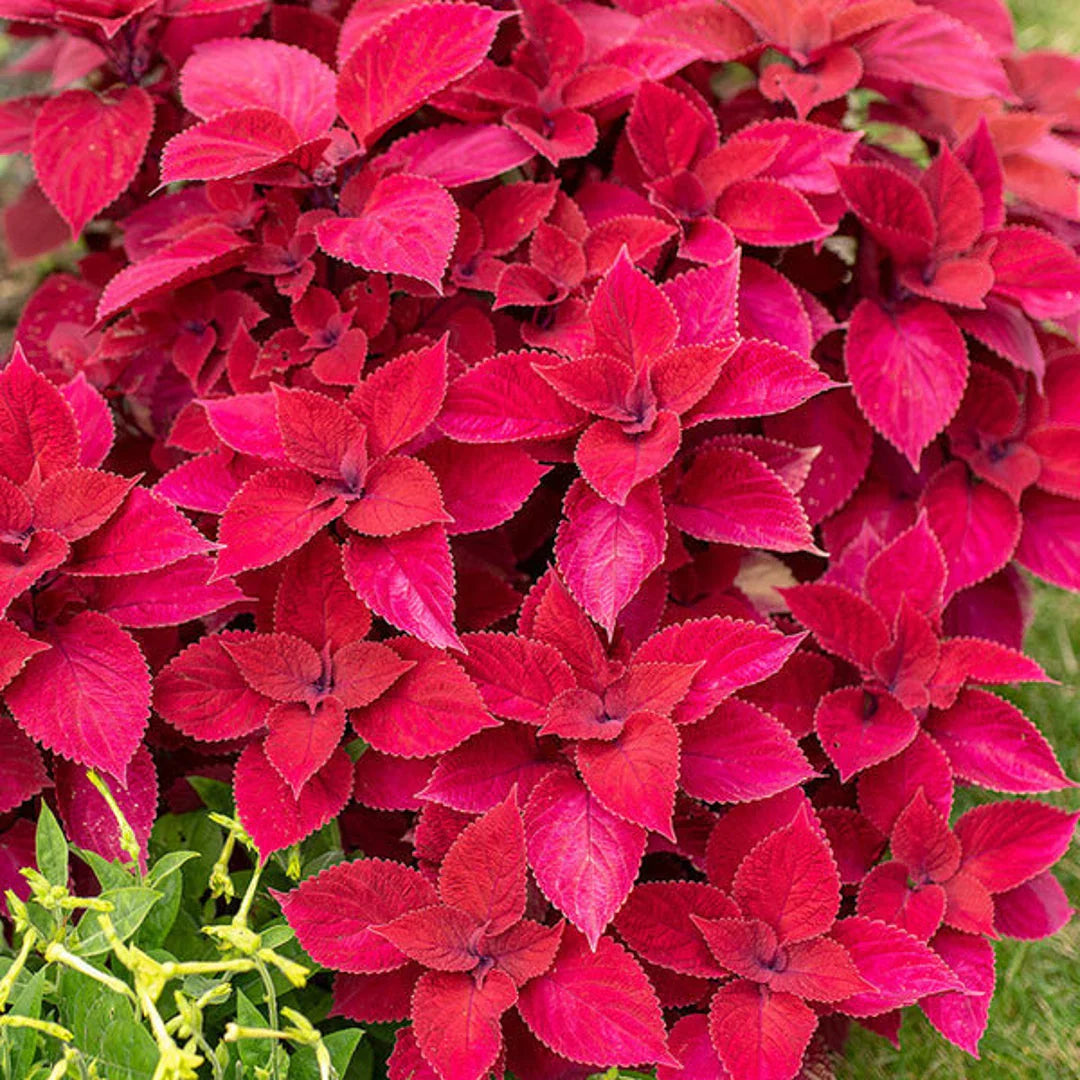 Red Coleus Flower seeds with vibrant ornamental foliage for shaded gardens, containers, and landscape borders