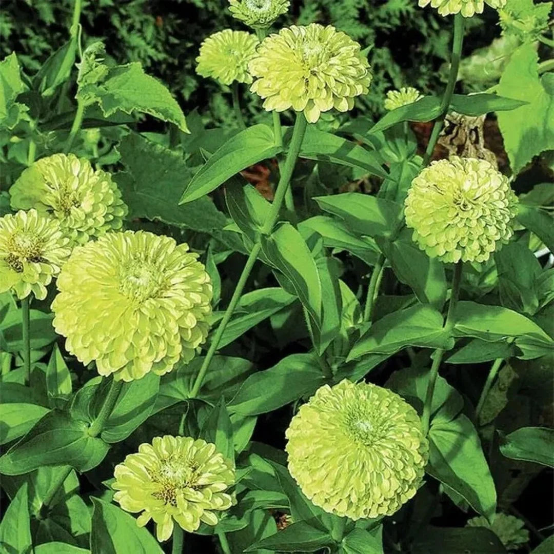 Envy Zinnia Flower seeds for Planting Drought Tolerant Heirloom & GMO Free Seeds for Home Garden
Sale