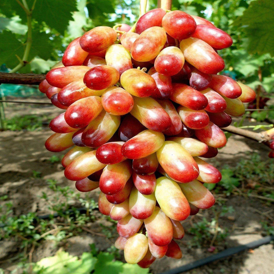 Manicure Finger Grape Fruit Seeds for Planting Grow Sweet Grapes in Your Garden