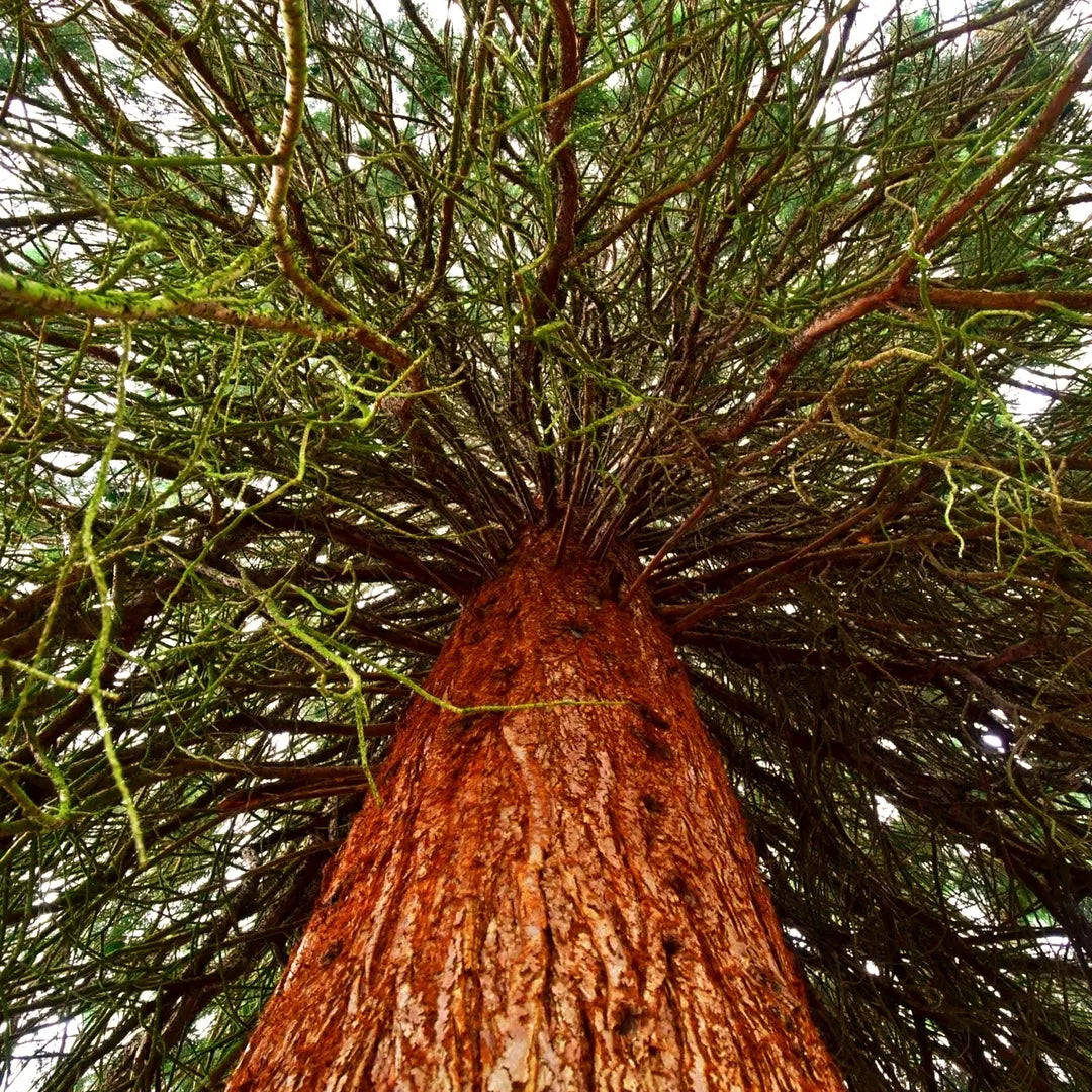 Brown Sequoia Tree Planting Seeds for Sale