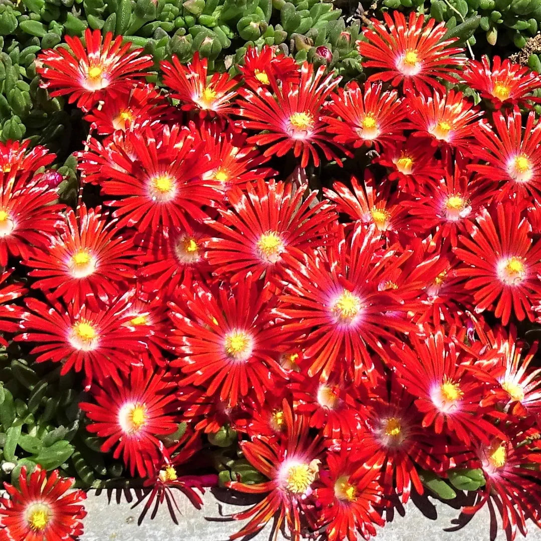 Bright Red Ice Plant Seeds for Planting home garden flower bed