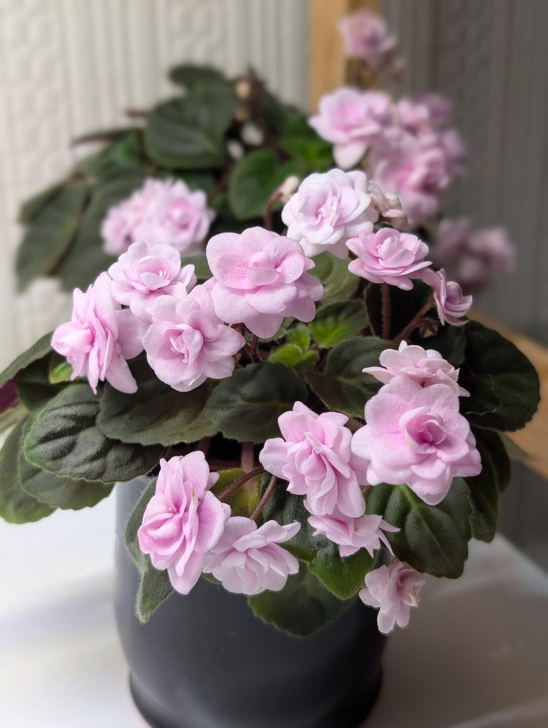 African Violet Flower Seeds Light Pink Flower seeds for Planting - Colorful Display, Heirloom & GMO Free Seeds for Home Garden
