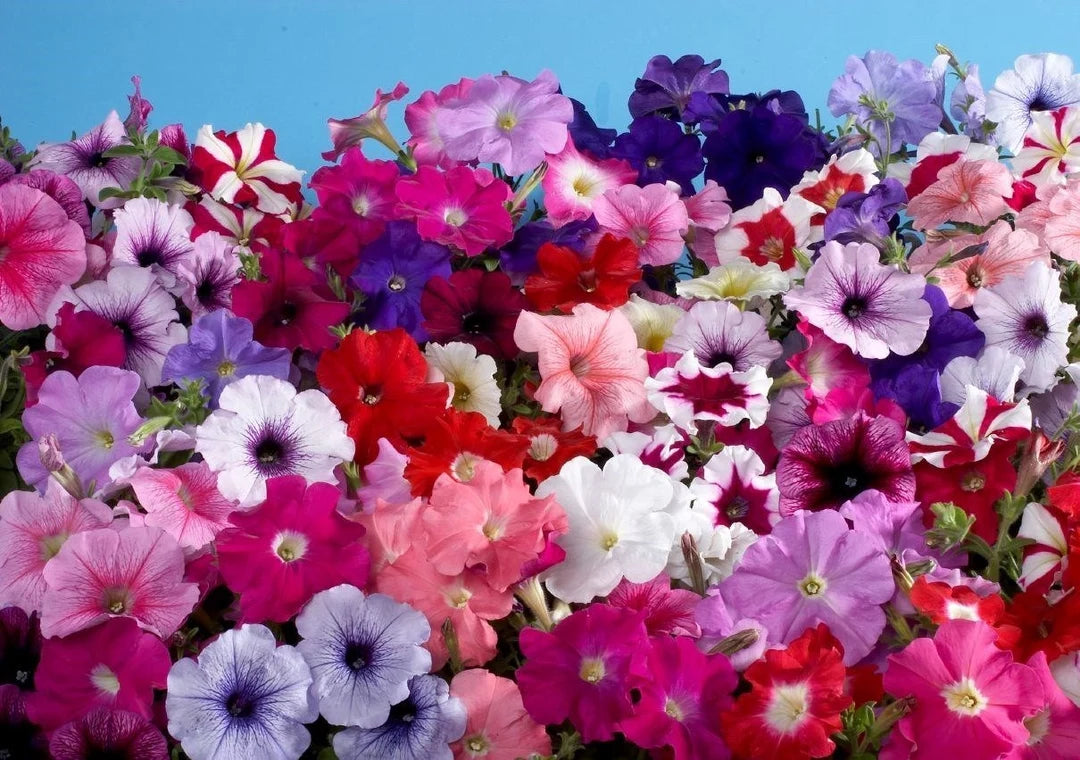Mixed Pelleted Petunia Seeds with colorful trailing blooms for hanging baskets, containers, and garden borders