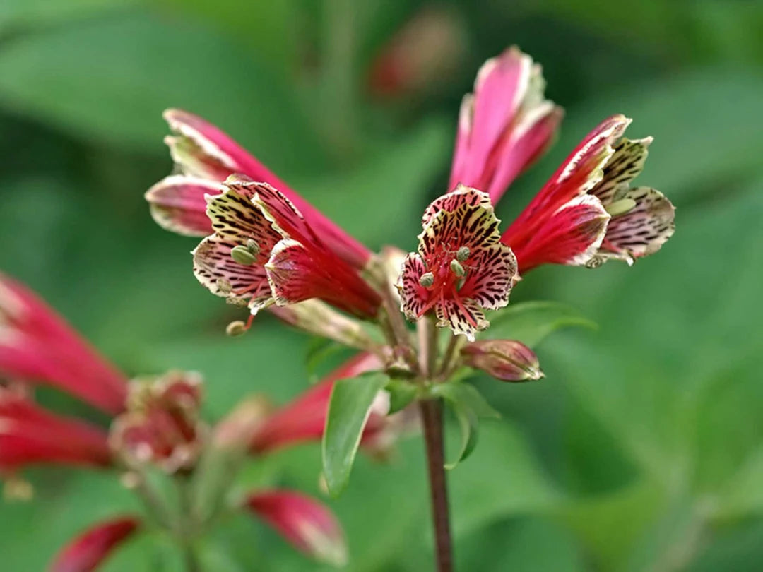 Red Alstroemeria Psittacina Flower Seeds for Planting - Vibrant Annual Blooms