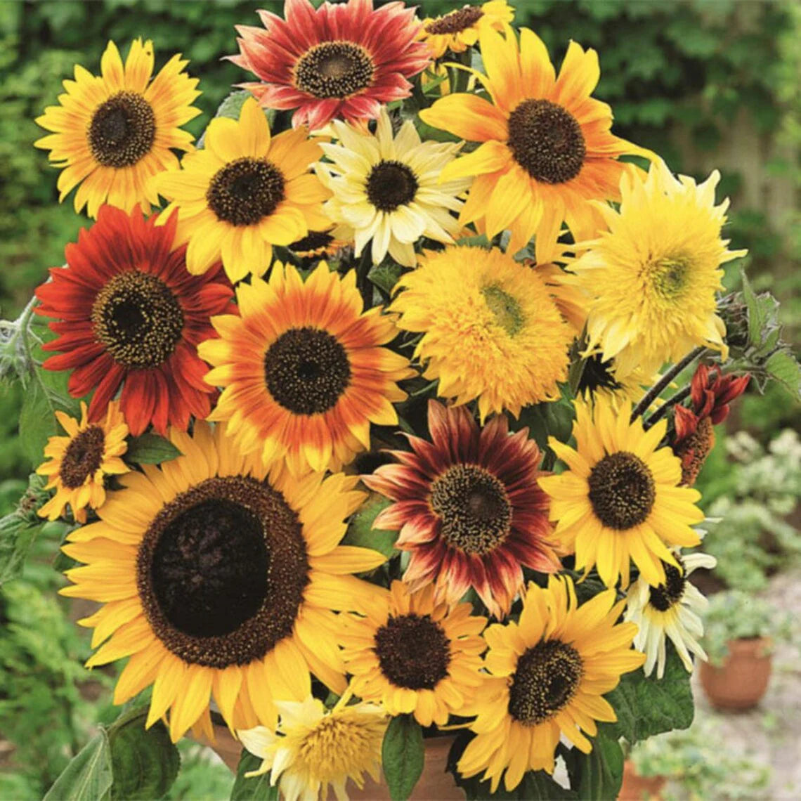 Mixed SunFlower seeds for Planting - Compact Growth, Heirloom & GMO Free Seeds for Home Garden