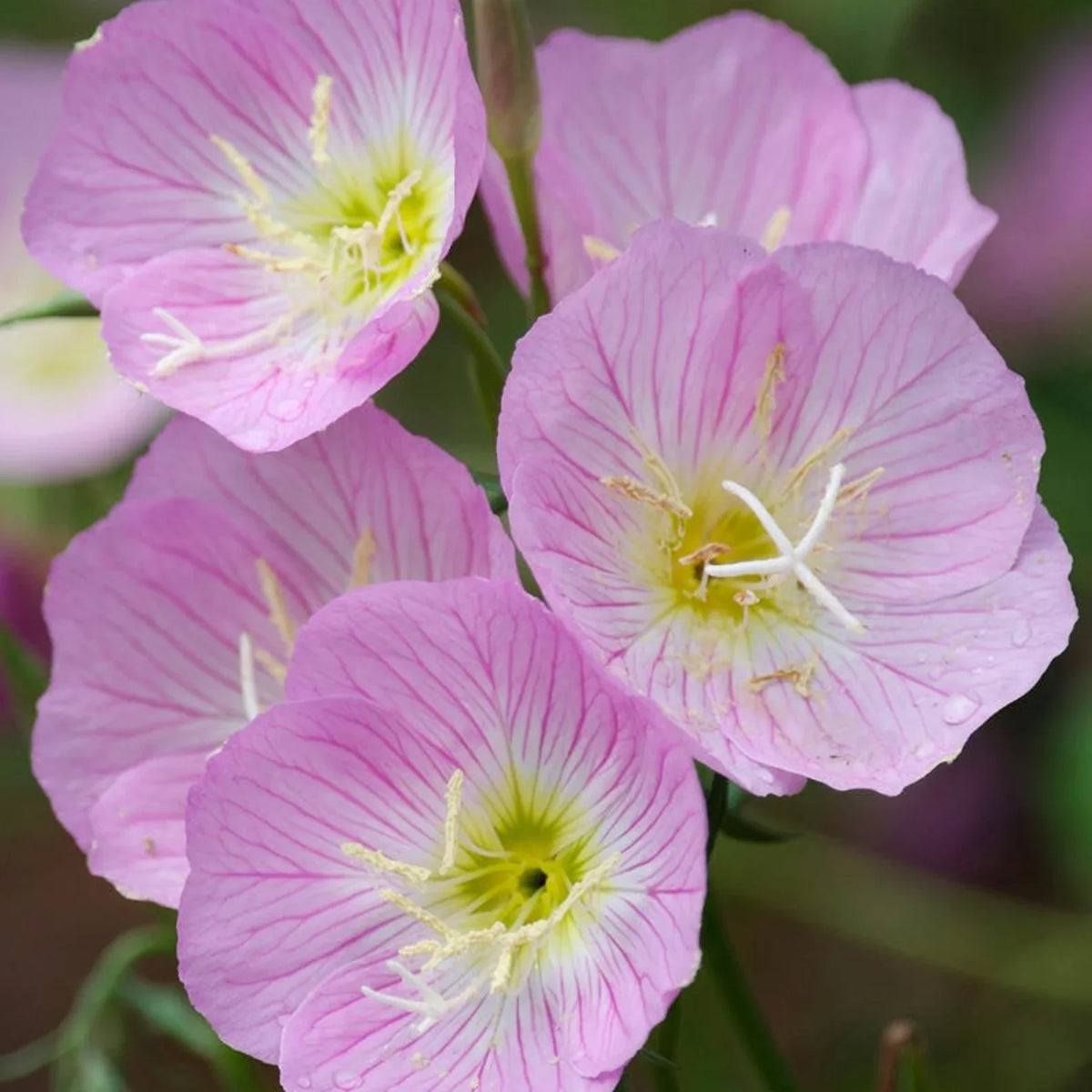 Oenothera speciosa (Mexican or Showy Evening Primrose)Flower Seeds blooming in flower beds, containers, borders, and pollinator-friendly gardens