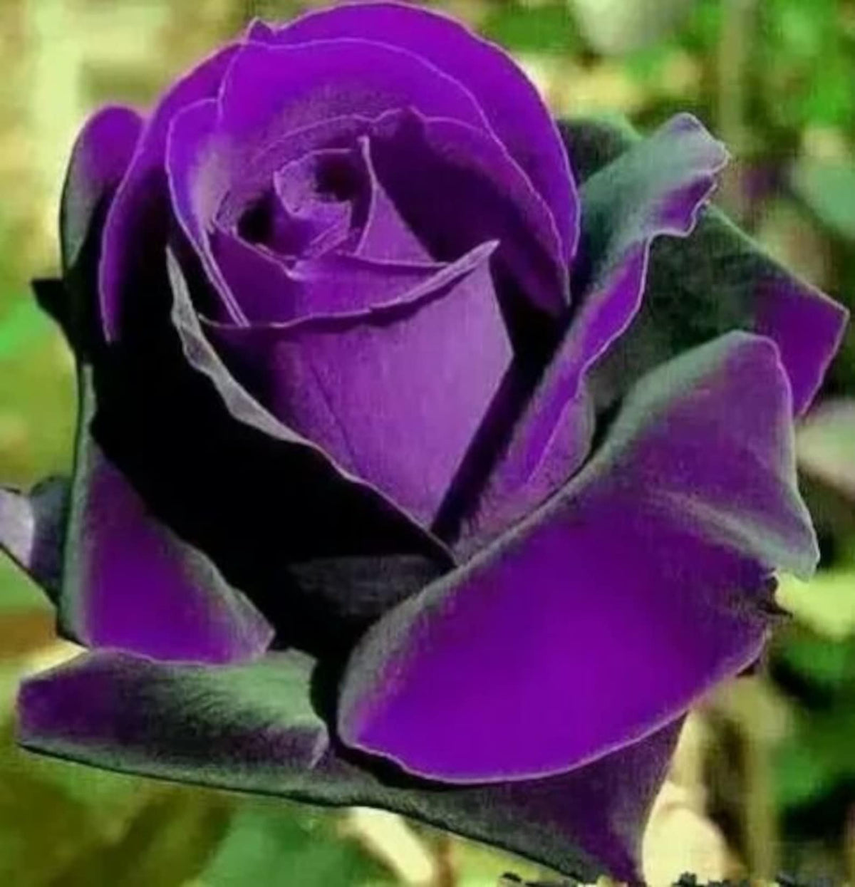 Purple Rose Flower seeds blooming in flower beds, containers, borders, and pollinator-friendly gardens