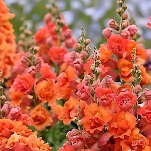 Double Orange Hollyhock Alcea rosea Seeds for Planting in Flower Bed & Garden