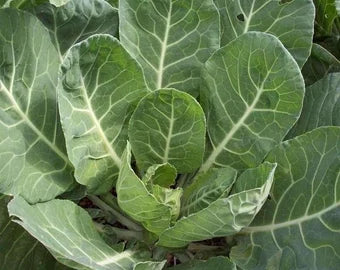 Green Collard Flower seeds for Planting - Bright Blooms, Heirloom & GMO Free Seeds for Home Garden