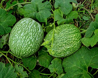 Chilacayote Fig Leaf Gourd Seeds for Easy Planting