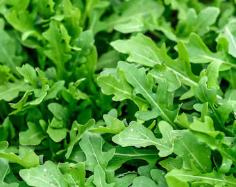 Rocket Flower seeds for Planting - Bright Blooms, Heirloom & GMO Free Seeds for Home Garden