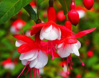 Red White Fuchsia Seeds Flower seeds for Planting - Shade Tolerant, Heirloom & GMO Free Seeds for Home Garden