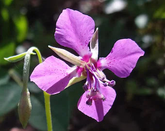 Purple Elegant Clarkia Flower seeds for Planting - Fragrant Blossoms, Heirloom & GMO Free Seeds for Home Garden