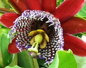 Mix Passiflora Flower seeds for Planting - Fragrant Blossoms, Heirloom & GMO Free Seeds for Home Garden
