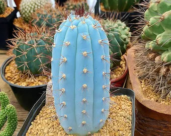 Blue Hankeanus Flower seeds for Planting - Wildflower Mix, Heirloom & GMO Free Seeds for Home Garden
