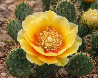 Yellow Opuntia Macrorhiza Planting Seeds