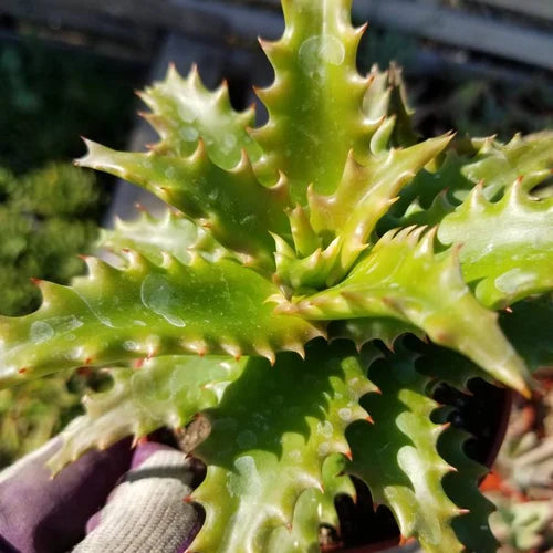Hechtia Sp Tehuacan Flower seeds for Planting - Pollinator Friendly, Heirloom & GMO Free Seeds for Home Garden