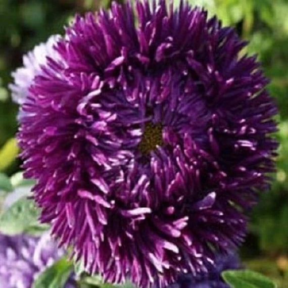 Dark Violet Aster Flower Seeds for Planting Shade Tolerant Heirloom & GMO Free Seeds for Home Garden
Sale