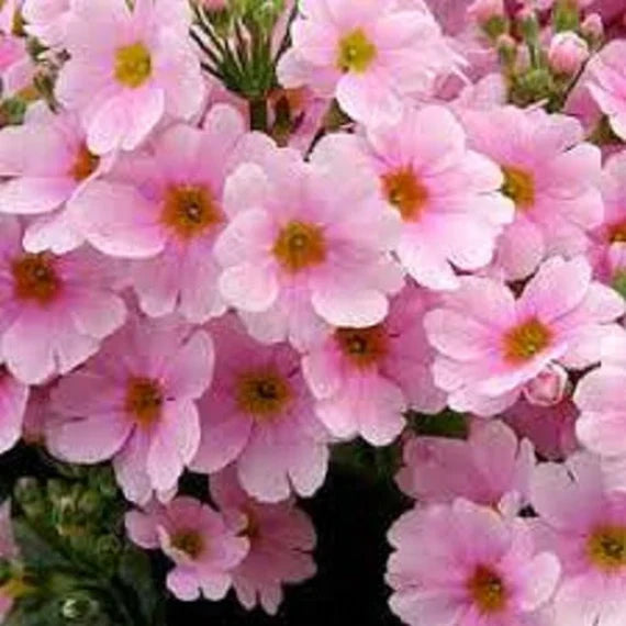 Pink Primula Malacoides Flower seeds blooming in flower beds, containers, borders, and pollinator-friendly gardens