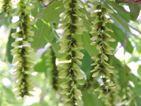 Pterocarya Stenoptera Flower seeds blooming in flower beds, containers, borders, and pollinator-friendly gardens