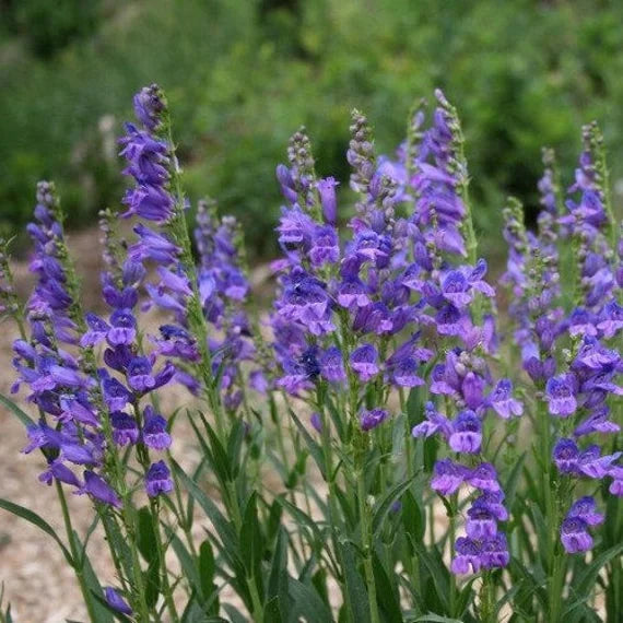 Blue Penstemon Flower seeds for Planting - Pollinator Friendly, Heirloom & GMO Free Seeds for Home Garden
Sale seeds for planting in home garden