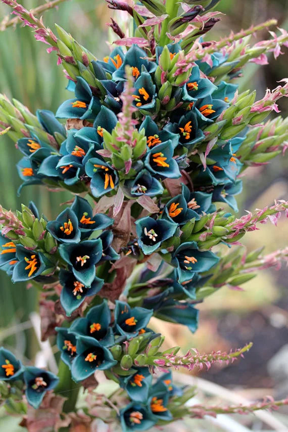Blue Puya Alpestris Flower seeds for Planting - Low Maintenance, Heirloom & GMO Free Seeds for Home Garden