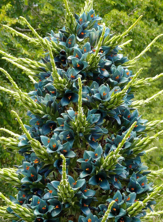 Violet Sapphire Tower Flower seeds for Planting - Drought Tolerant, Heirloom & GMO Free Seeds for Home Garden
