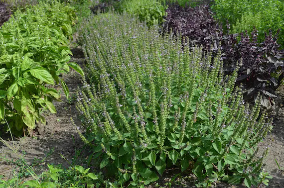 Basil Scented Flower seeds for Planting - Drought Tolerant, Heirloom & GMO Free Seeds for Home Garden