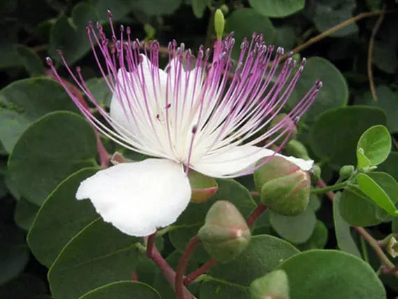 White Capparis Spinosa Flower seeds for Planting - Perfect for Borders, Heirloom & GMO Free Seeds for Home Garden