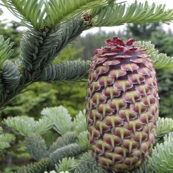 Abies Nobilis Tree Seeds | Evergreen Planting Seeds