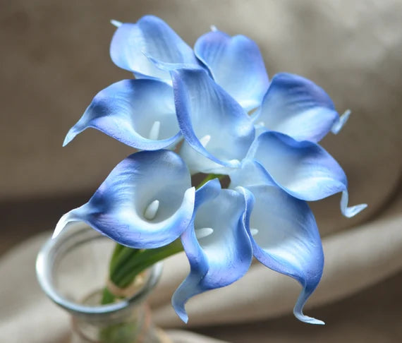 Sky Blue Calla Flower seeds for Planting - Shade Tolerant, Heirloom & GMO Free Seeds for Home Garden