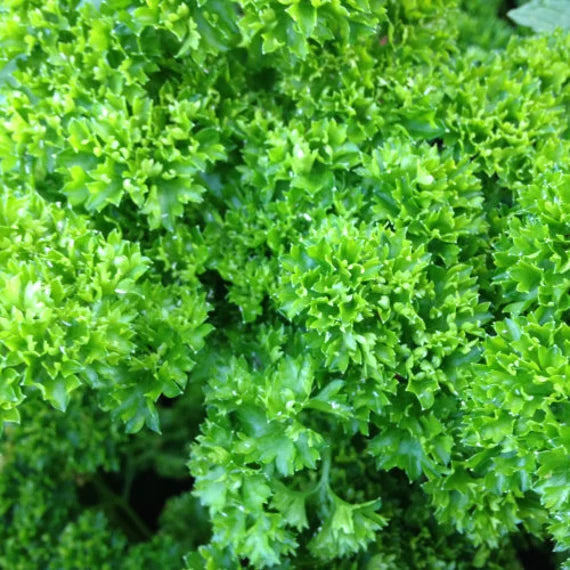 Parsley Flower Seeds – Heirloom Non-GMO for Cottage Garden Planting
Sale seeds for home garden