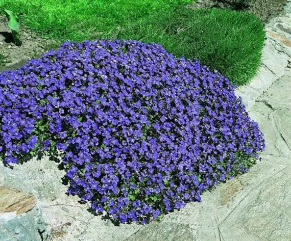 Dark Blue Aubrieta Cultorum Flower Seeds for Planting Hardy Variety Heirloom & GMO Free Seeds for Home Garden
Sale