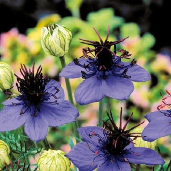 Nigella Love in the Mist Midnight Blue Seed for Plantings for Planting for Elegant, Blue Flowers Heirloom Non-GMO Seeds