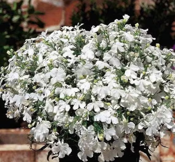 Lobelia Pendula White Lady Cascade Flower seeds for Planting - Long Bloom Season, Heirloom & GMO Free Seeds for Home Gar
