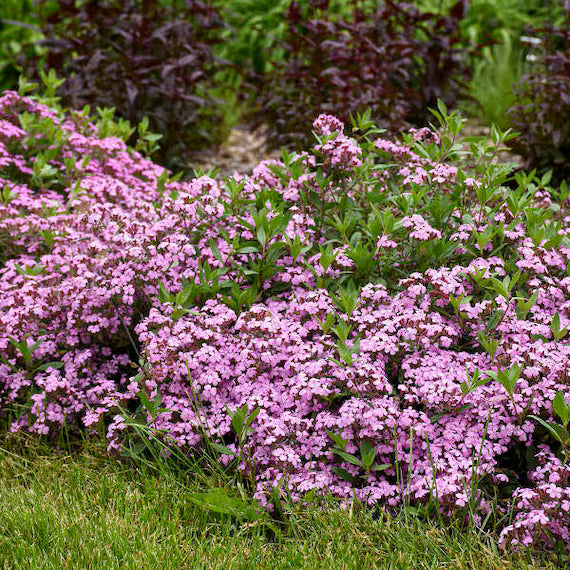 Pink Saponaria Ocymoides Flower seeds for Planting - Cottage Garden Essential, Heirloom & GMO Free Seeds for Home Garden