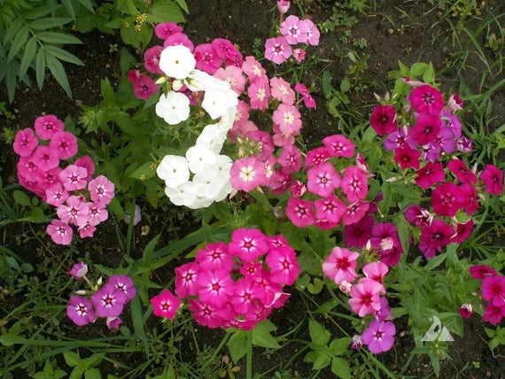 Mixed Drummond Flower seeds for Planting - Sun Loving, Heirloom & GMO Free Seeds for Home Garden