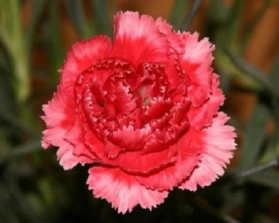 Light Red Carnation Flower Seeds for Planting Shade Tolerant Heirloom & GMO Free Seeds for Home Garden
Sale