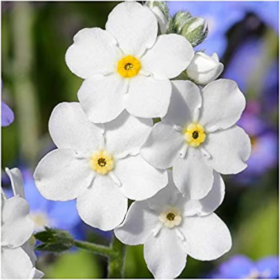 White Myosotis Flower seeds for Planting - Long Bloom Season, Heirloom & GMO Free Seeds for Home Garden