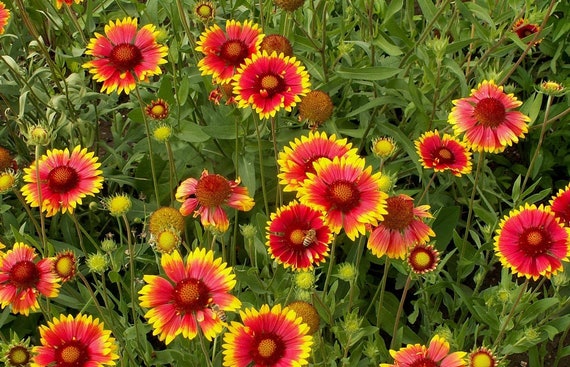 Gaillardia Decke Seeds for Bright, Cheerful Gaillardia Flowers blooming in flower beds, containers, borders, and pollinator-friendly gardens