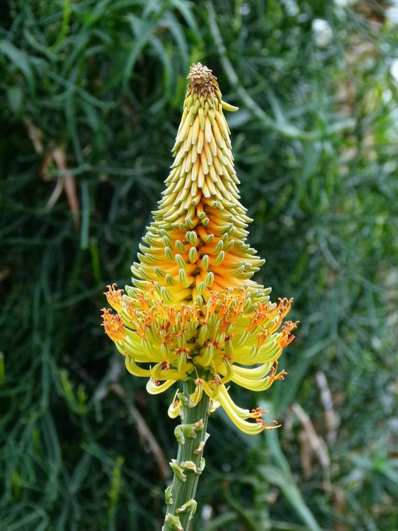 Aloe Africana Aloe africana Seeds for Planting in Herb Garden & Landscape